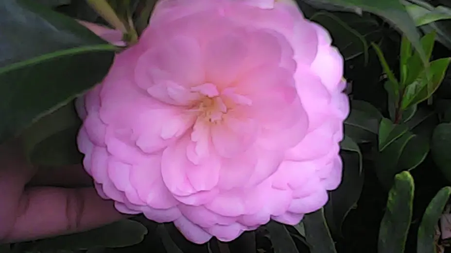 Closeup of pink flower